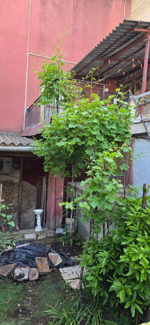 Appartamento In Casa Con Cortili Ad Arbus - Sardegna Eksteriør billede